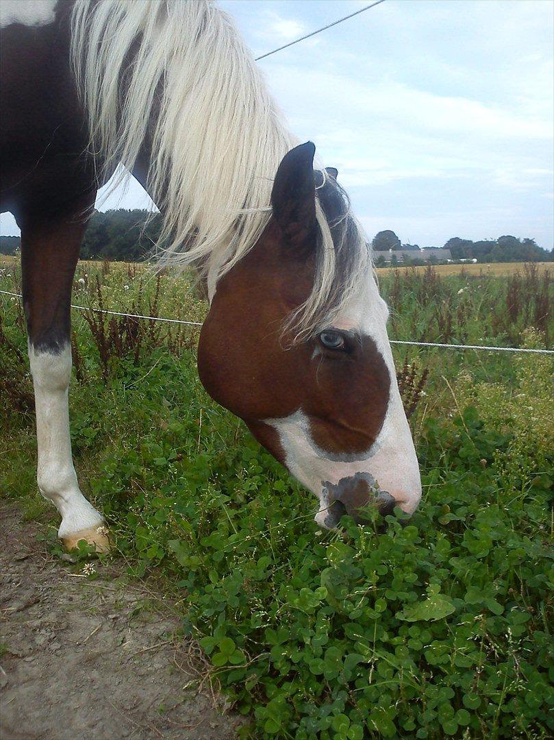 Pinto Brattensborgs Sambuca billede 4