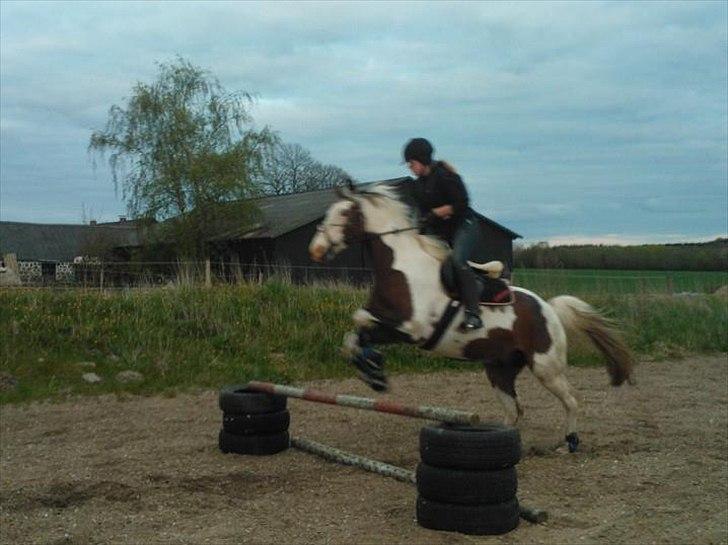 Pinto Brattensborgs Sambuca - et af buca's første 'rigtige' spring! :D
Undskyld kvaliteten.. :/ billede 6