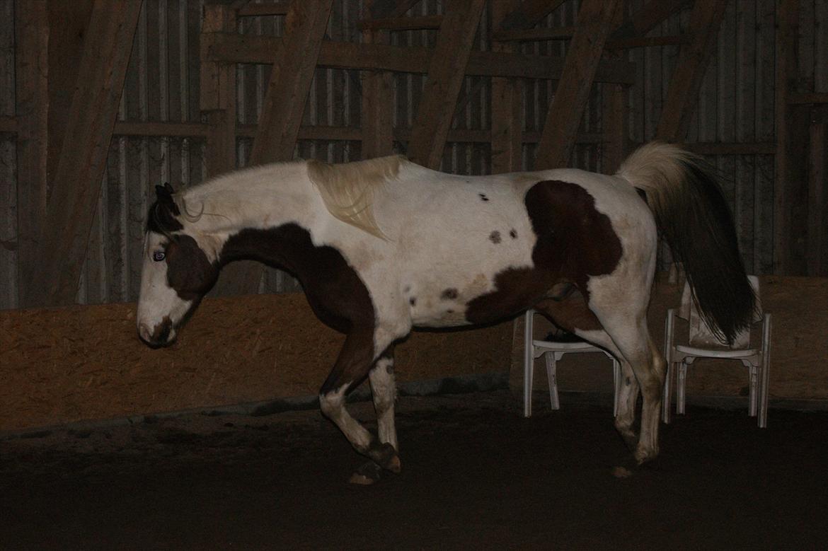 Pinto Brattensborgs Sambuca billede 7