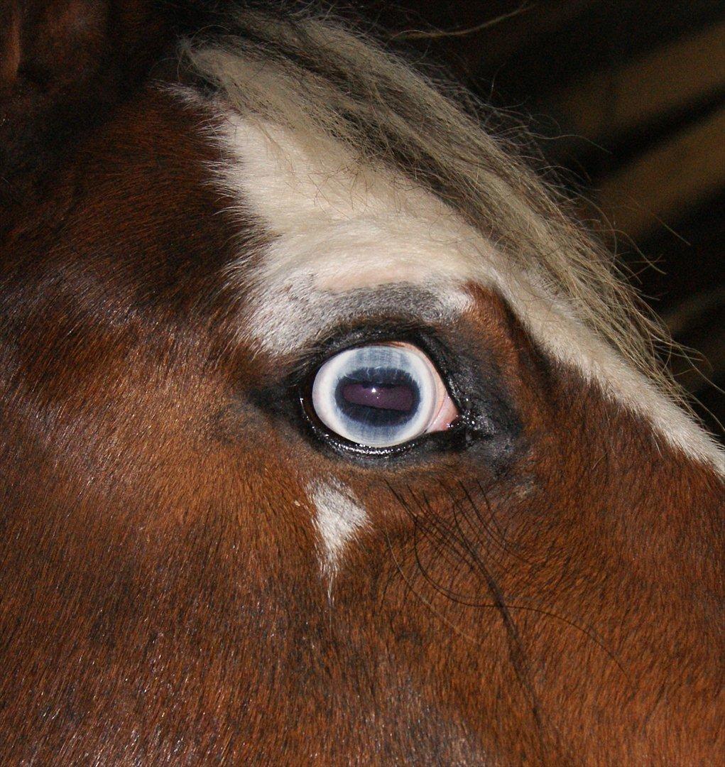 Pinto Brattensborgs Sambuca - de smukke blå øjne! billede 8