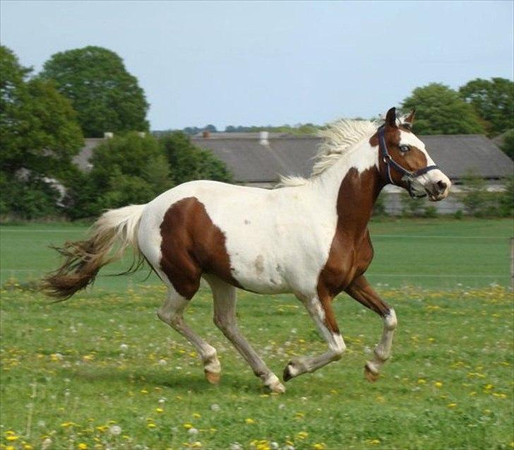 Pinto Brattensborgs Sambuca - Buca i fuld fart! ;D billede 9