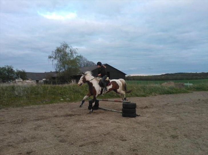 Pinto Brattensborgs Sambuca - et af buca's første 'rigtige' spring! :D
Undskyld kvaliteten.. :/ billede 11