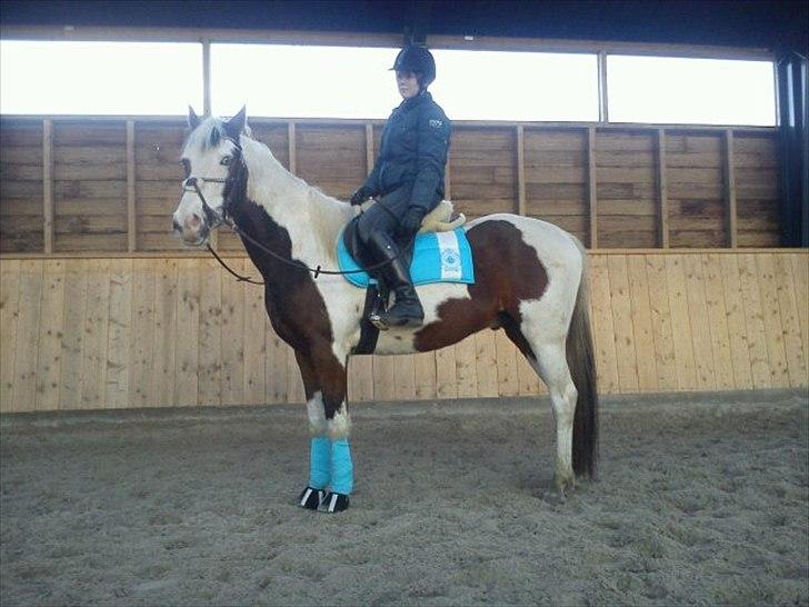 Pinto Brattensborgs Sambuca - Buca efter dressur træning :) billede 2