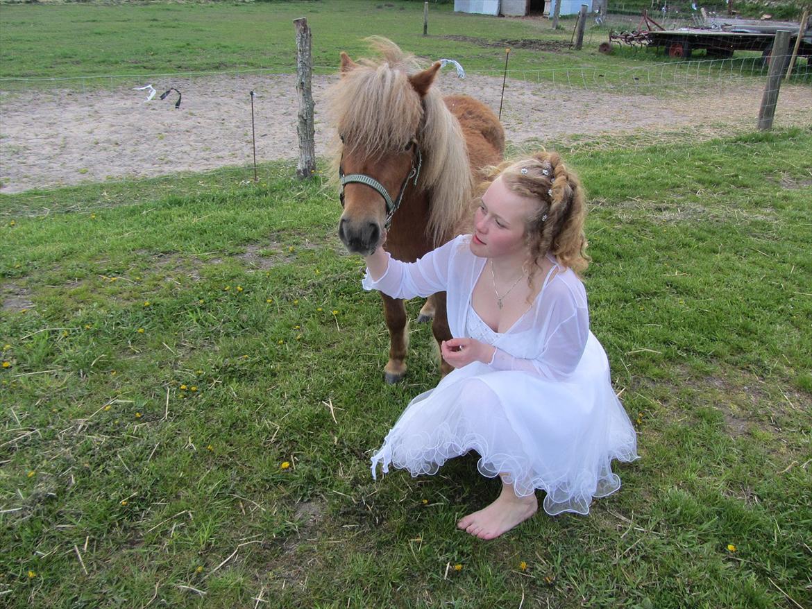 Shetlænder Tine!<3 (bamsen) - Jeg elsker min Lille Guldklump!<3<3:-D billede 4