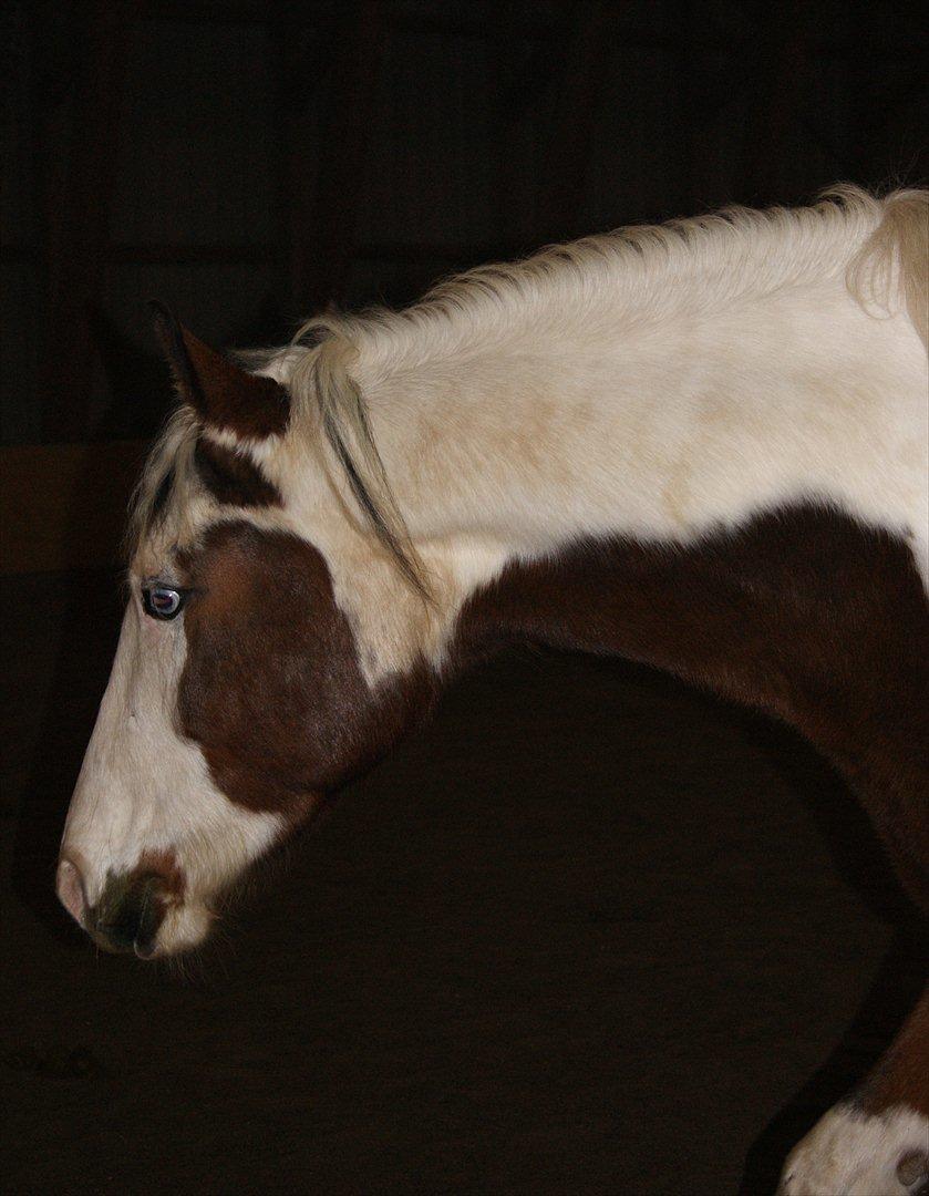 Pinto Brattensborgs Sambuca billede 10