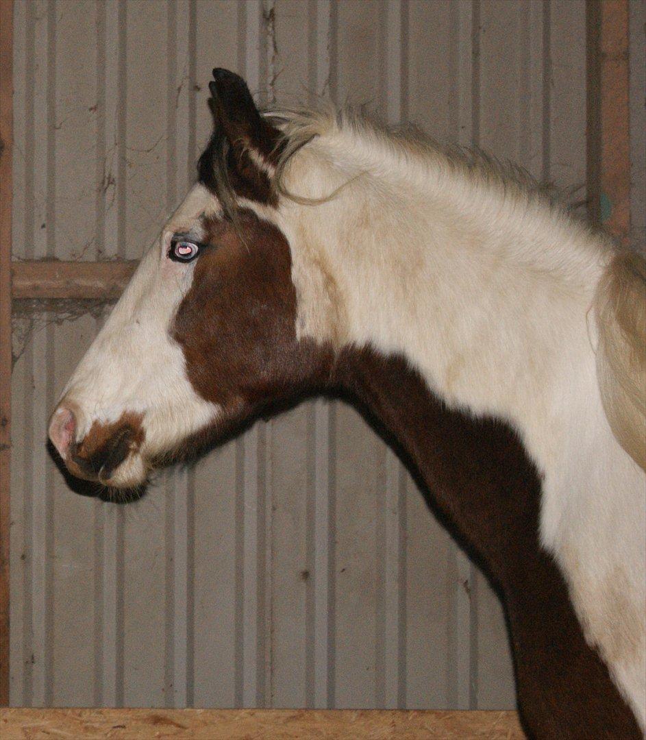 Pinto Brattensborgs Sambuca billede 5