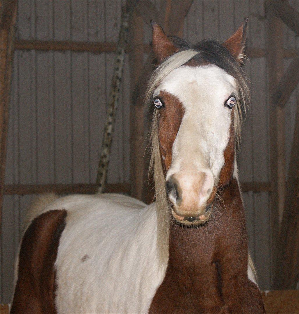 Pinto Brattensborgs Sambuca billede 3