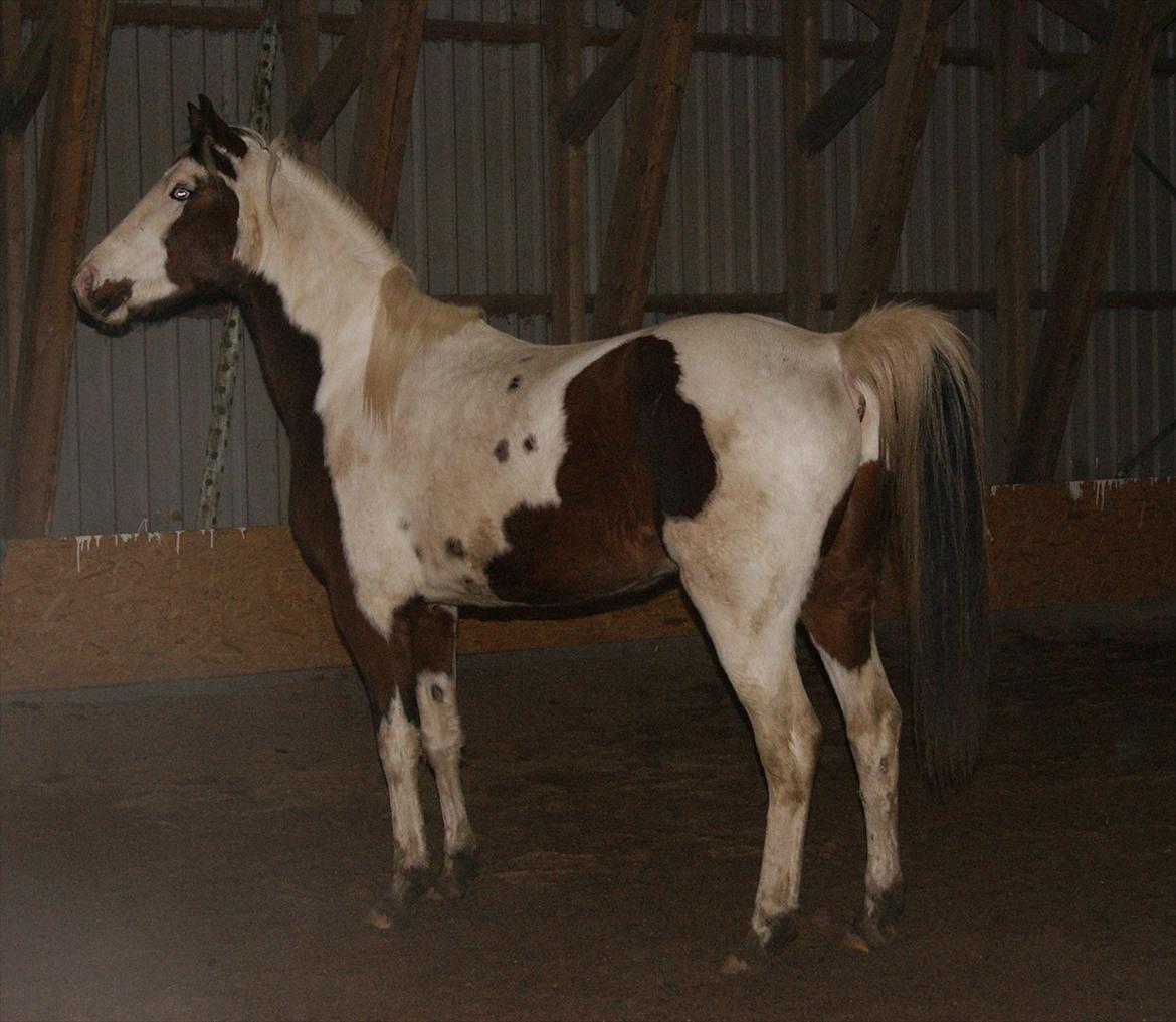 Pinto Brattensborgs Sambuca billede 12