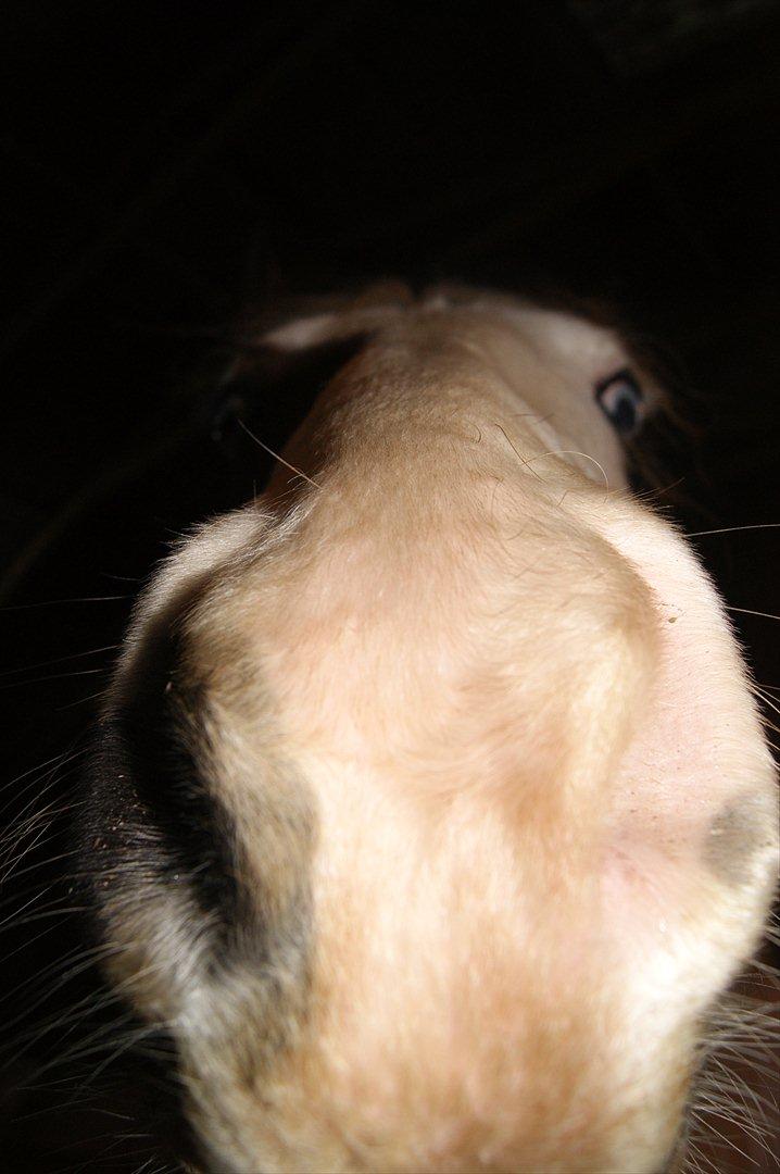 Pinto Brattensborgs Sambuca - Buca tror alt kan spises, så hvorfor ikke prøve kameraet? xD billede 13