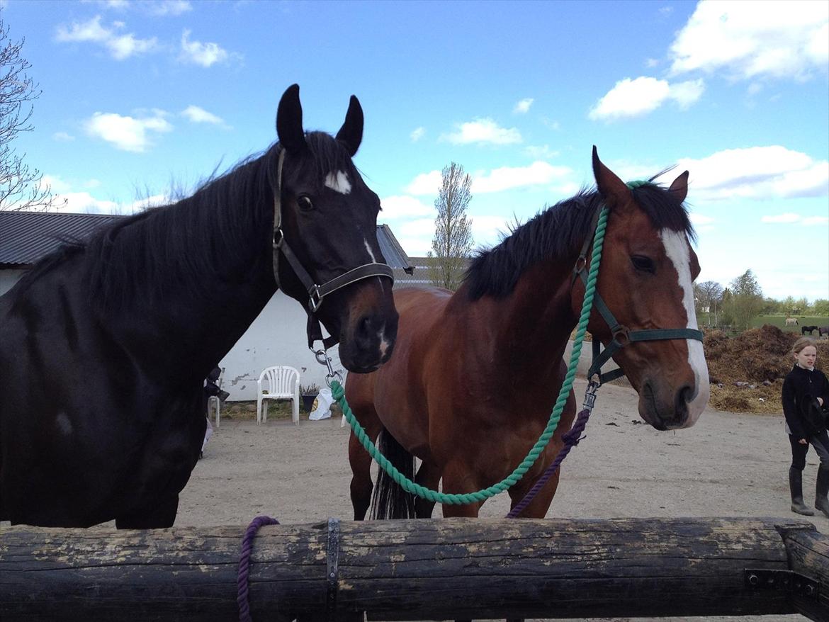Oldenborg Kirsebærgårdens Peter Pan - Forklaring:
Sazki har selv svunget sit tov over Pans hoved. Sazki kan ik li' at være bundet og havde vadet rundt inden - best friends <3 billede 16