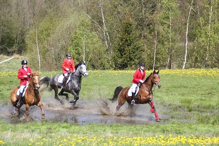 Holstener Møldams Columbus - Plask plask :D Columbus søhest i sit rette element ;) Lensbaronens jagt 2012 :) billede 19