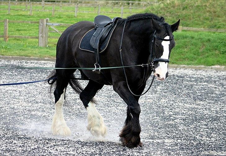 Shire Jack billede 1