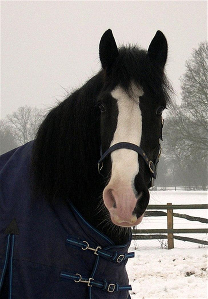 Shire Jack billede 2