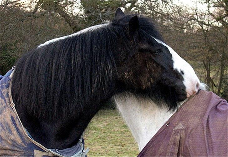 Shire Jack billede 3