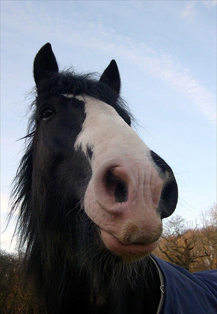 Shire Jack billede 4