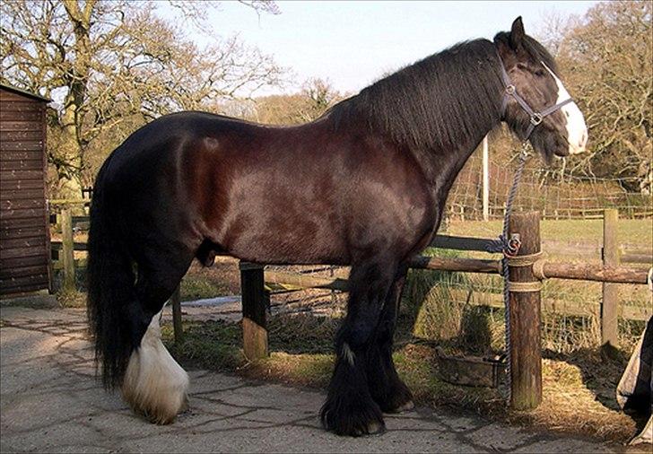 Shire Jack billede 5