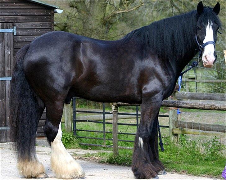 Shire Jack billede 6