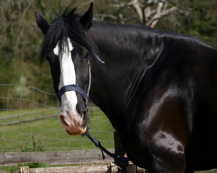 Shire Jack billede 7