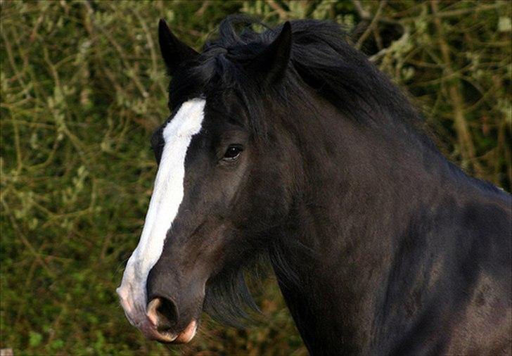 Shire Jack billede 8