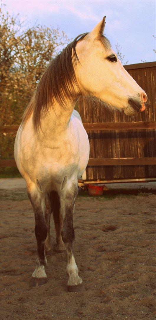 Anden særlig race Jody - Jeg elsker dig, din guddommelig smukke hest! billede 3