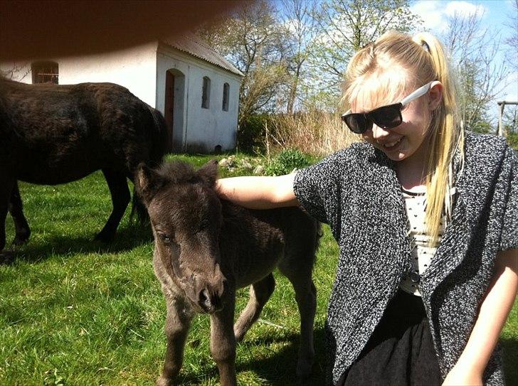 Shetlænder Nellie<3(Føl)<3<3<3 - nyder solen med min Ven!? ;-D billede 6