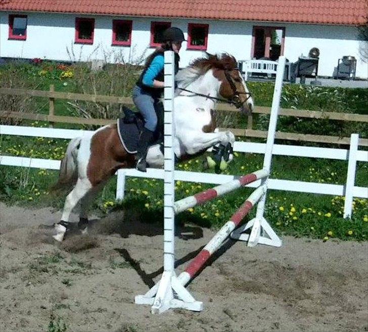 Pinto Lee - Cooper GOLÅ<3solgt - min bette pony springer ca. 90 og han klarede det så godt:D<3<3
foto: josehhine/taget fra film.
2012 billede 1