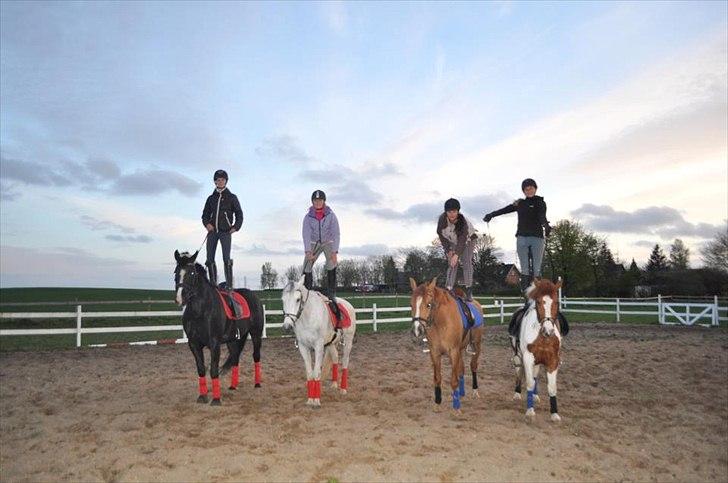 Pinto Lee - Cooper GOLÅ<3solgt - vi havde lige redet kvadrilie(staves) 
derfor de machene sæt:D<3<3
foto: Lene
2012 billede 2