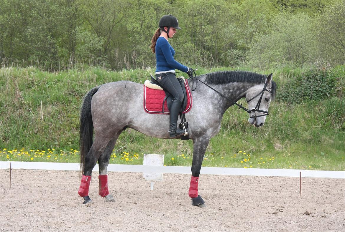 Holstener Colt 45 billede 14