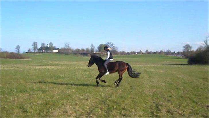 Welsh Cob (sec D) Låddenhøjs Donnovan [Tidl. Part] billede 4