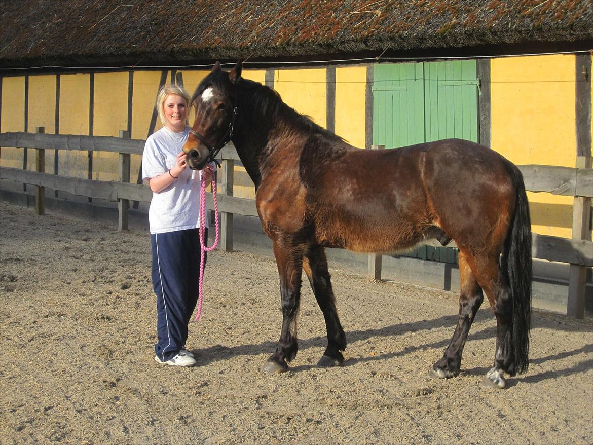 Welsh Cob (sec D) Låddenhøjs Donnovan [Tidl. Part] billede 5