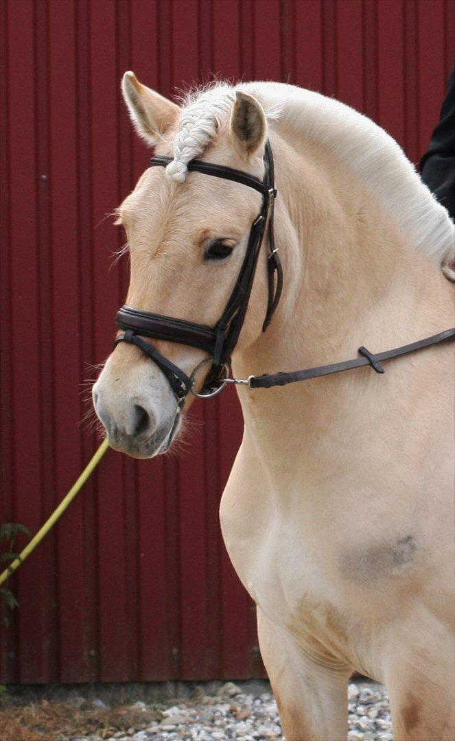 Fjordhest Mosegårdens elegant billede 19