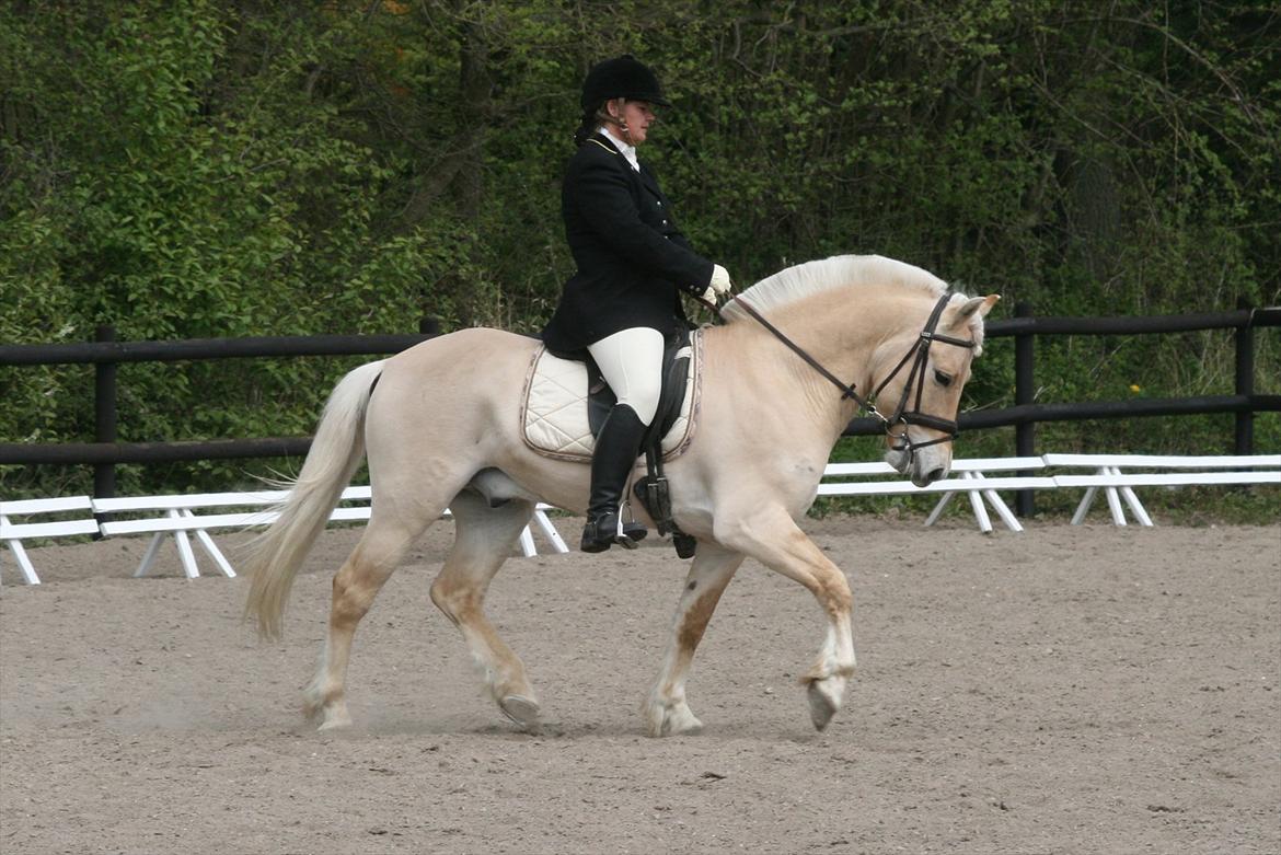 Fjordhest Mosegårdens elegant billede 20