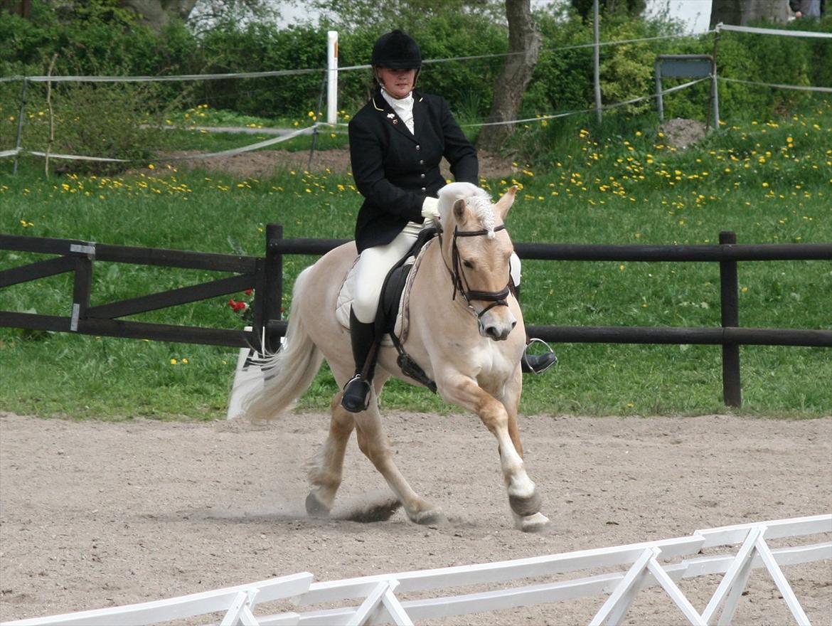 Fjordhest Mosegårdens elegant billede 21