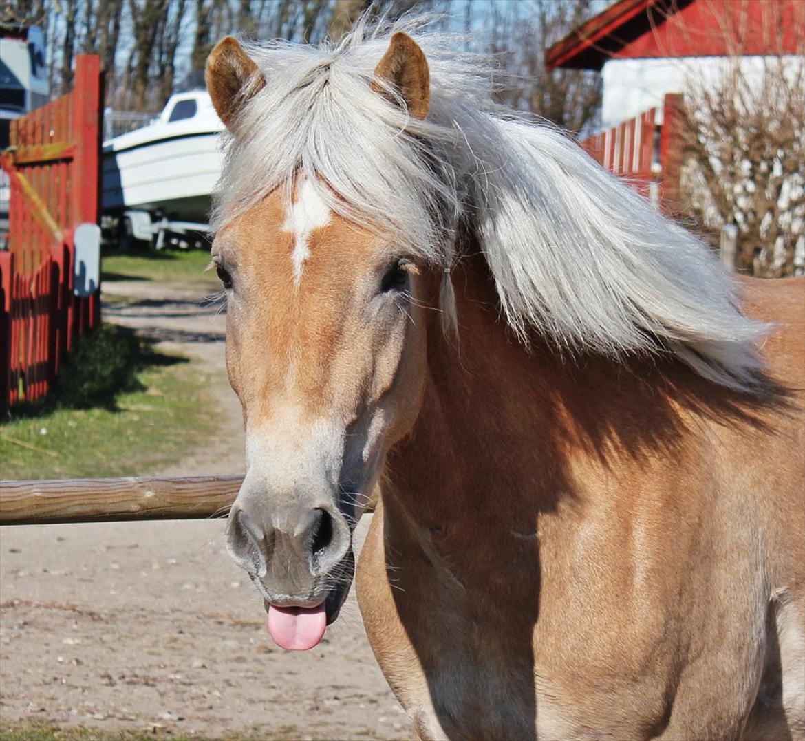 Tyroler Haflinger Hibiscus af Elghuset (Solgt) - Hehe i kan ikke fange mig :D
Foto: Mig (MDBL) billede 19