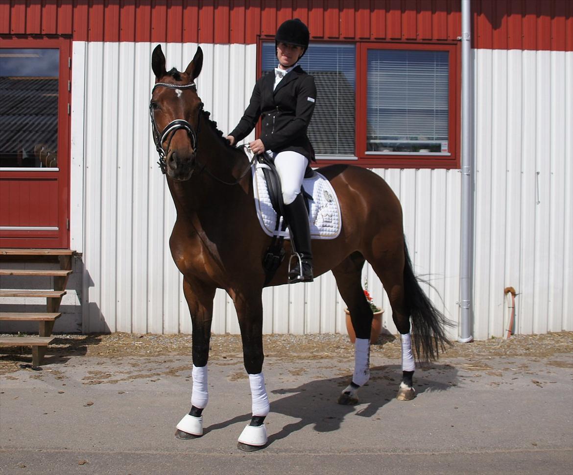 Dansk Varmblod Damgaards Lady Hotline billede 13