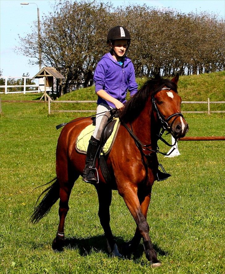 New Forest Holstegårdens D`artagnan SOLGT!! - ponyen er træt efter en gang springtræning:-)3<3<3<3<3 billede 7