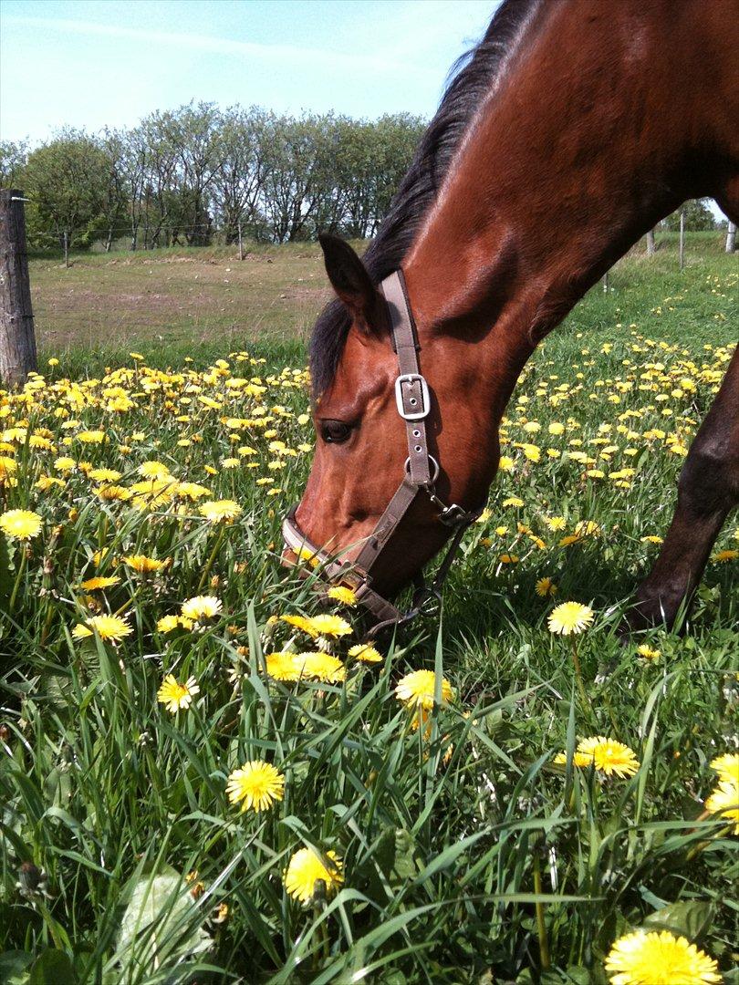 New Forest Holstegårdens D`artagnan SOLGT!! - smukke<3<3<3<3 billede 3