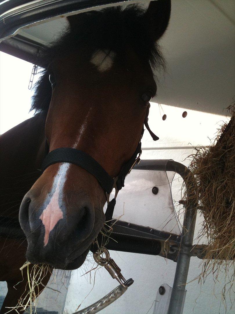 New Forest Holstegårdens D`artagnan SOLGT!! - musen i trailler<3<3<3 billede 4