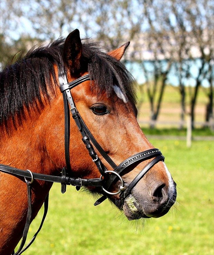 New Forest Holstegårdens D`artagnan SOLGT!! billede 8