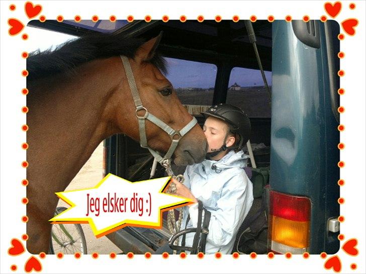 New Forest Holstegårdens D`artagnan SOLGT!! - love you:-)<3<3<3<33<<33<3<3<3<3 billede 12