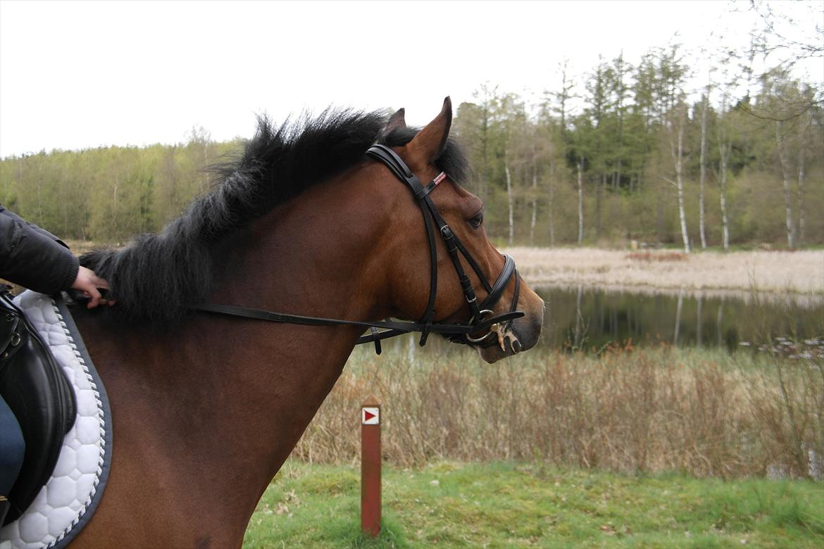 New Forest Holstegårdens D`artagnan SOLGT!! - en tur i undalsund skov billede 10