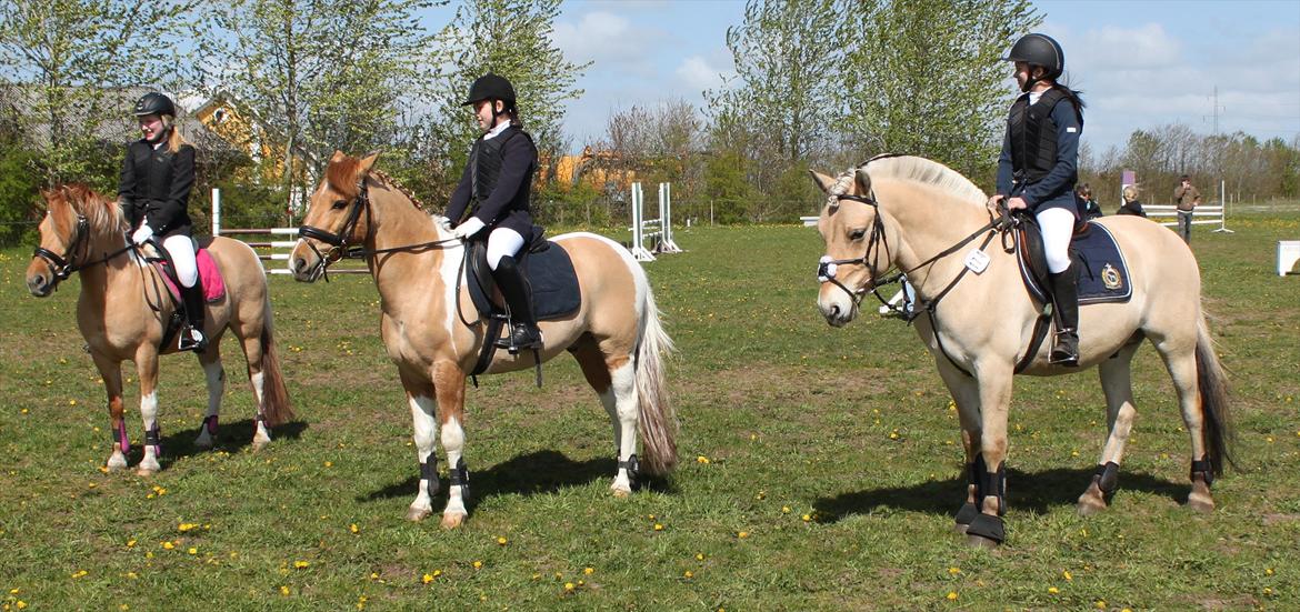 Fjordhest Neptun Skovå billede 12
