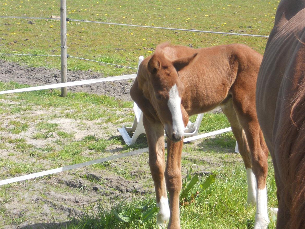 Anden særlig race Moon Shine billede 7