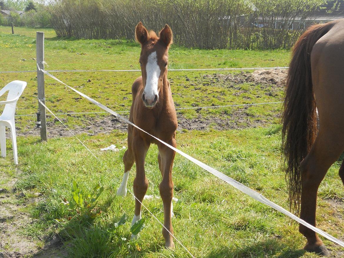 Anden særlig race Moon Shine billede 8