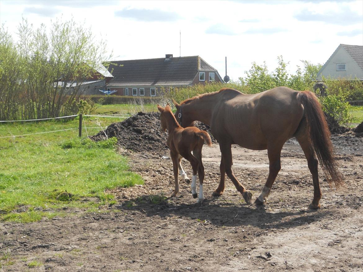 Anden særlig race Moon Shine billede 9