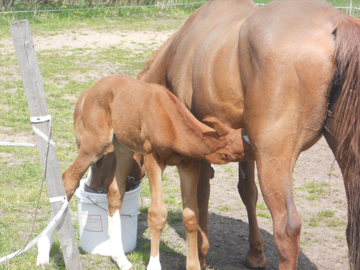 Anden særlig race Moon Shine billede 10