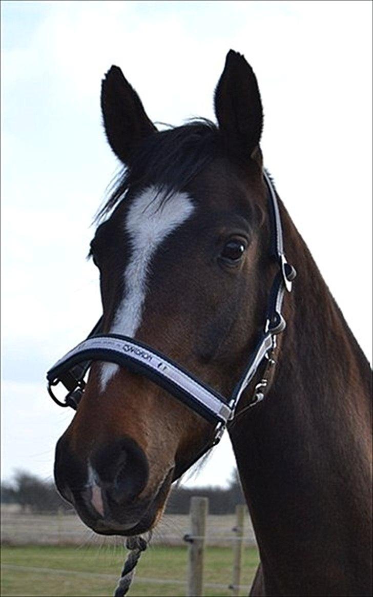 Dansk Varmblod Legendo billede 3