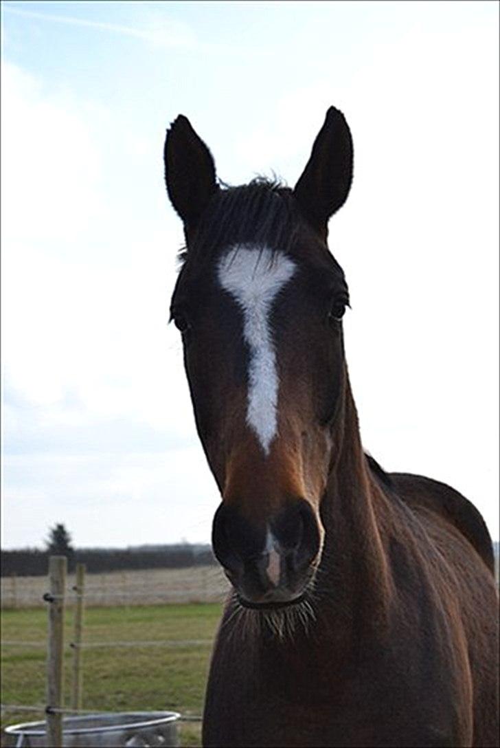 Dansk Varmblod Legendo billede 5