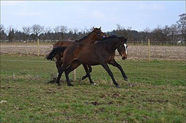 Dansk Varmblod Legendo billede 6