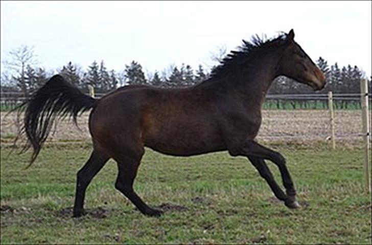 Dansk Varmblod Legendo billede 7